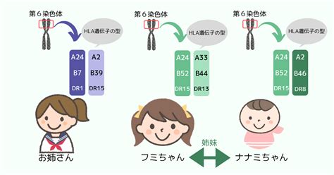 hla遺伝子 キス|恋愛と遺伝子の深～い関係とは！？恋愛に作用するHLA遺伝子の。